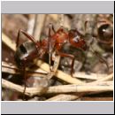 Formica -Serviformica- sanguinea - Blutrote Raubameise 09 9mm.jpg